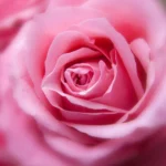 Pink Rose