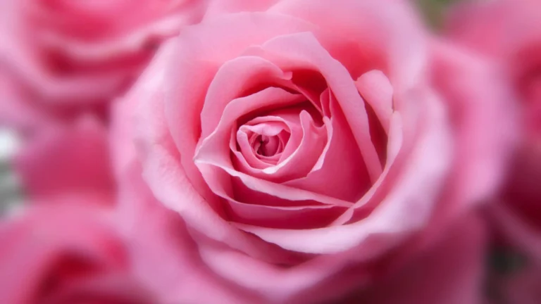Pink Rose